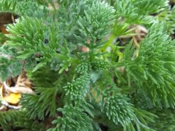 Cotula discolor leaves